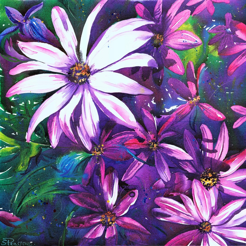 Osteospermum