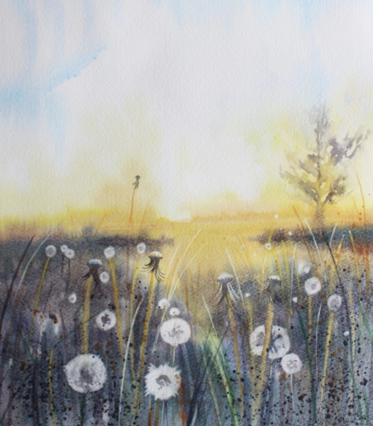 Dandelion meadow 72