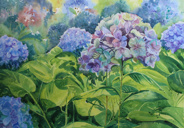 autumnal hydrangea 72