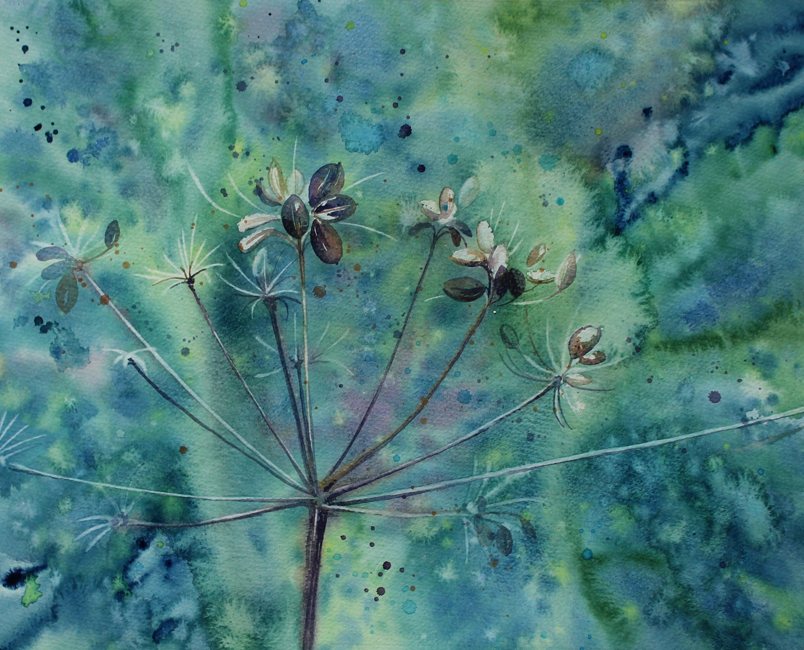 Cowparsley