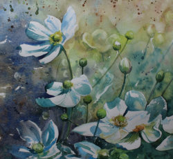 Japanese Anemone