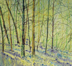 Bluebell Woods