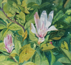 Magnolia