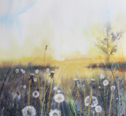 Dandelion Meadow